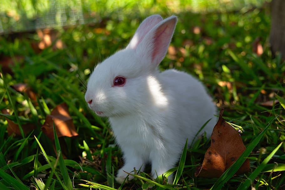 кролик, трава, милый, Пасха, животное, Пушистый, Пасхальный заяц, день отдыха, весна, Домашнее животное