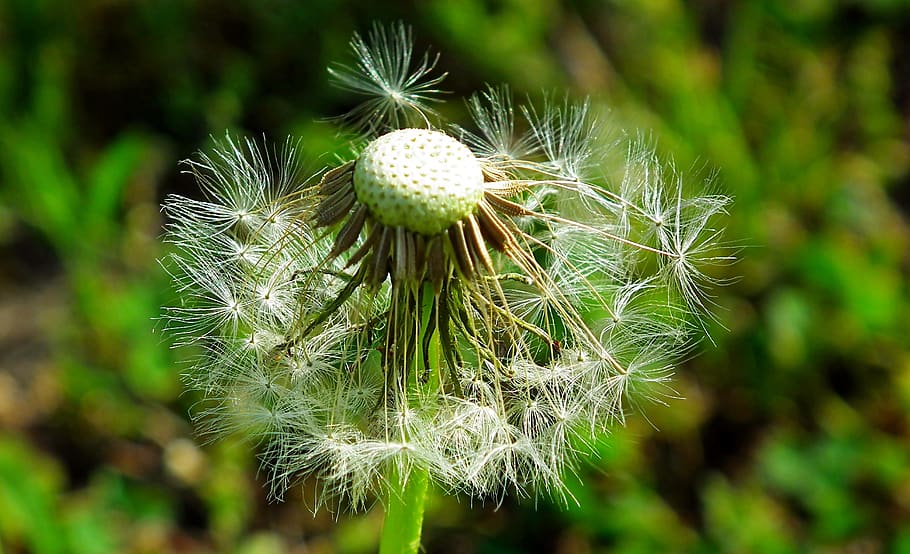 nuns, dandelion, spring, nature, meadow, closeup, weed, seeds, the delicacy, doctor's office