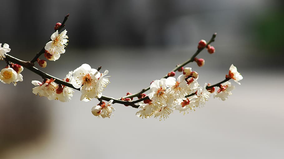 cherry flowers, petal, summer, stem, floral, the nature of the, korea, this type, plant, tree