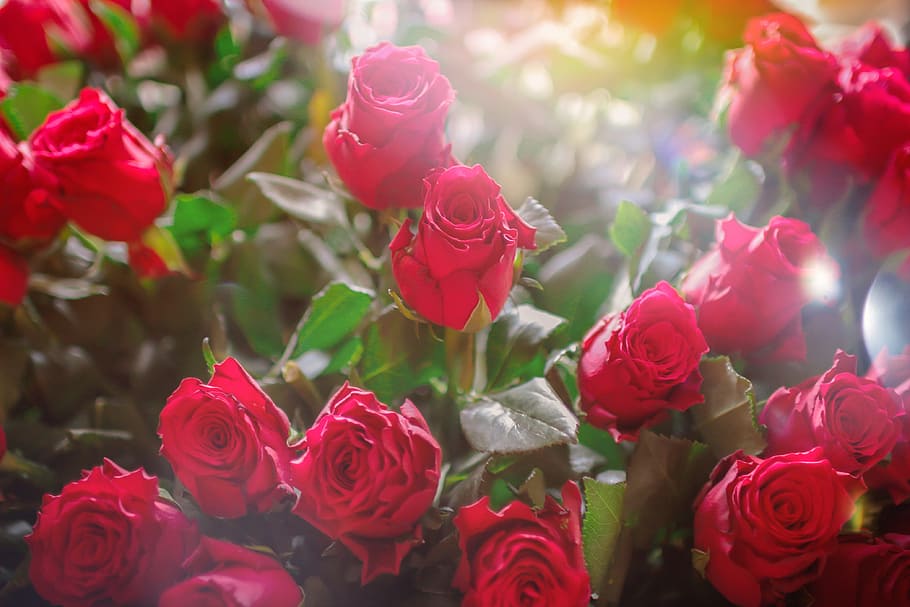 dia dos namorados, enorme, buquê, rosas, mulher, flor, planta, rosa, rosa - flor, vermelho