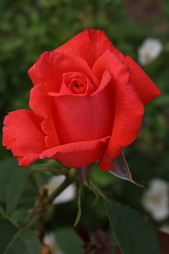 Página 3 | Fotos hermosas flores rojas libres de regalías | Pxfuel