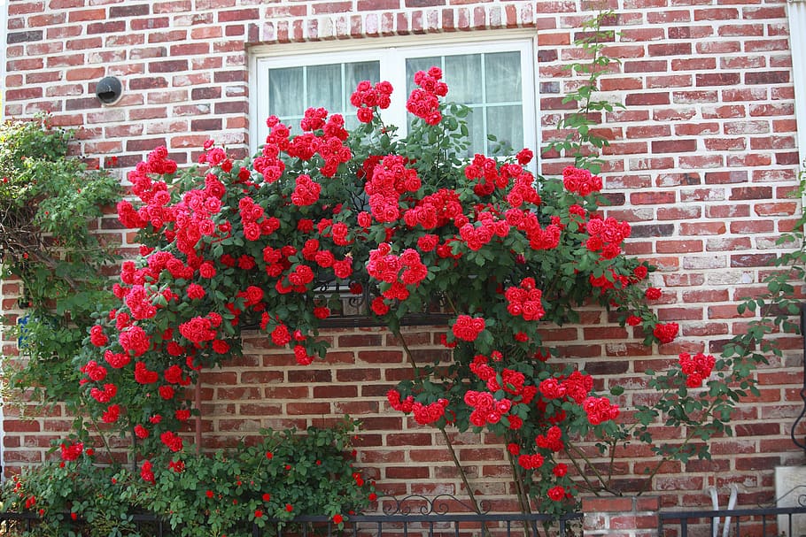 flowers, brick, garden, rose, window, rose vines, red roses, flowering plant, flower, plant