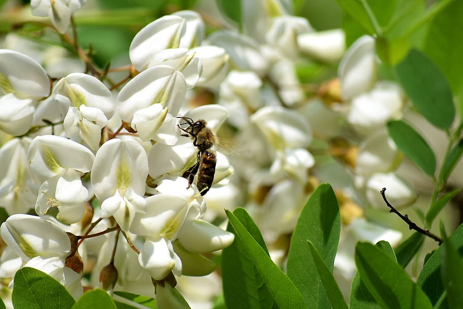 bee, black locust flower, honey bees, insect, pollen, flowers, worth living in chemnitz, carnica, animal themes, animals in the wild