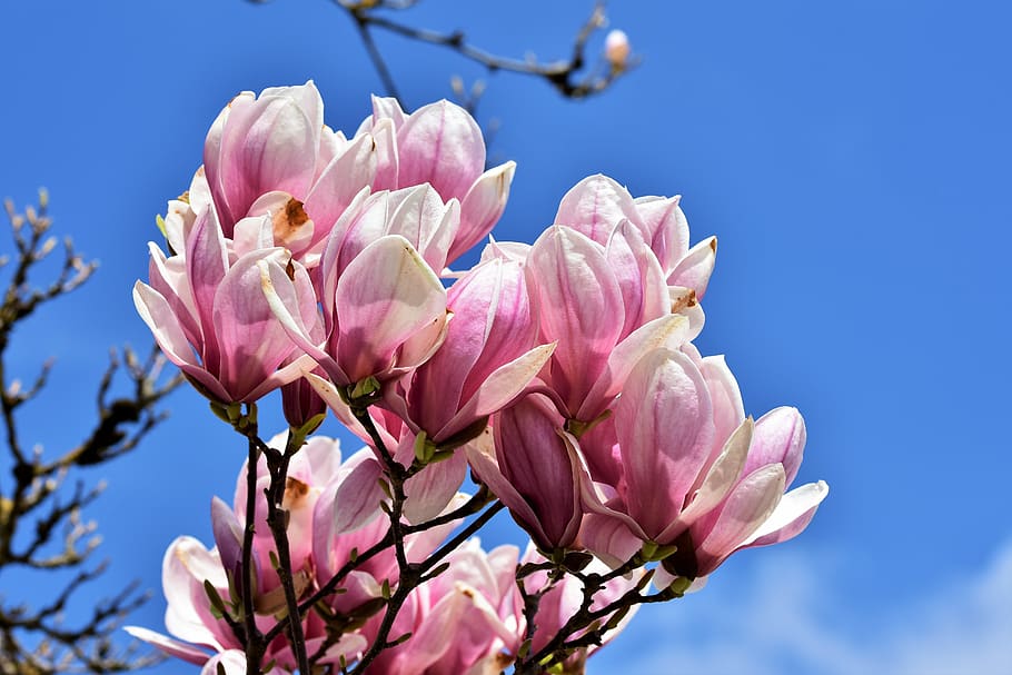 Fotos magnolia rosa libres de regalías | Pxfuel