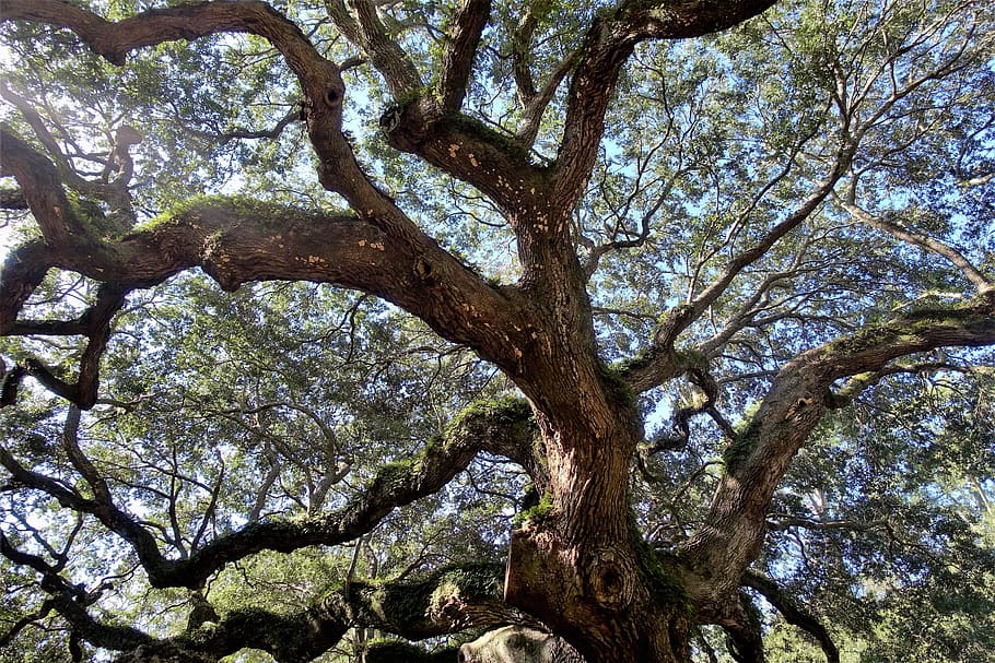 live oak, angel oak, ancient, tree, south carolina, enormous, mystical, natural, plant, low angle view