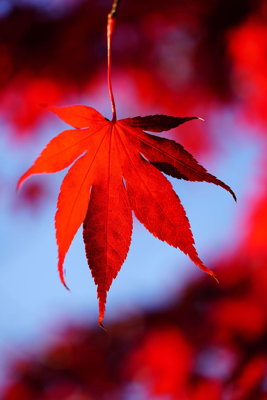 maple leaves, leaves, autumn, fall foliage, maple, branch, october, fall color, fall leaves, autumn colours