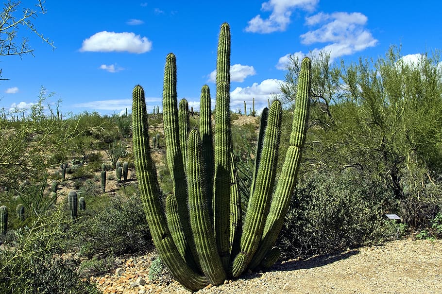 órgano, tubo, cactus, arizona, desierto, suroeste, suculento, planta, seco, espinoso