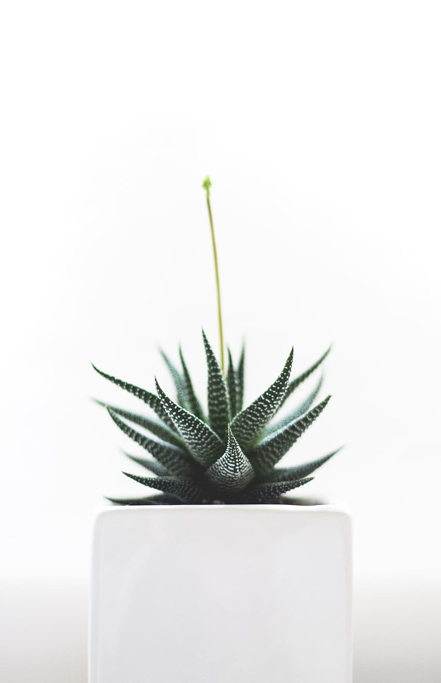 plant, succulent, isolated, nature, health, detail, growth, aloe, leaves, tropical