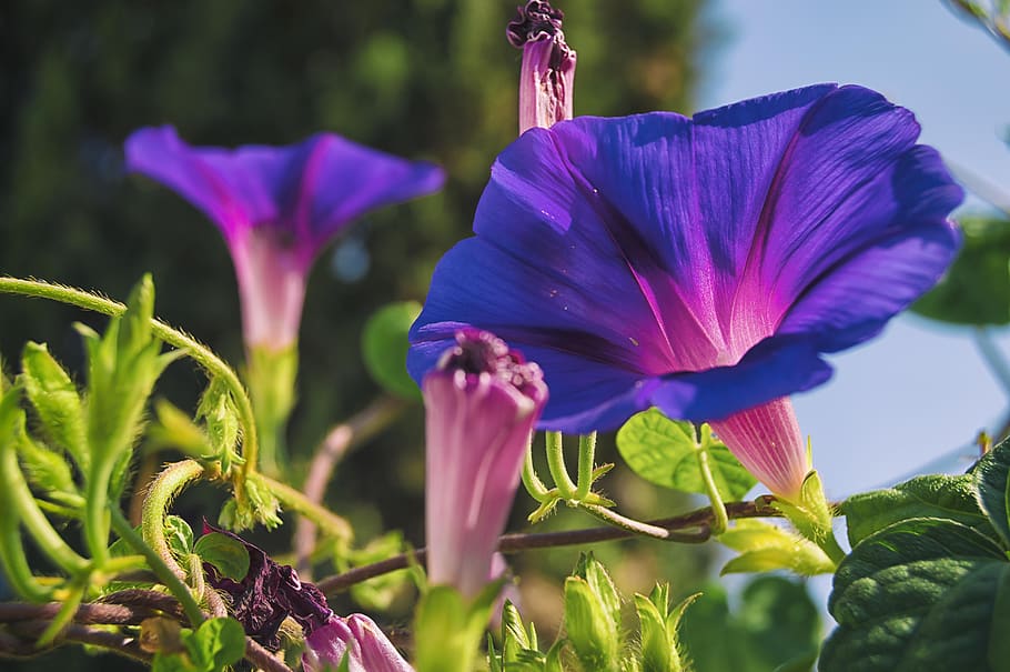 morning glory, bells, bluebells, purple, violet, flowering, flowering plant, flower, plant, petal