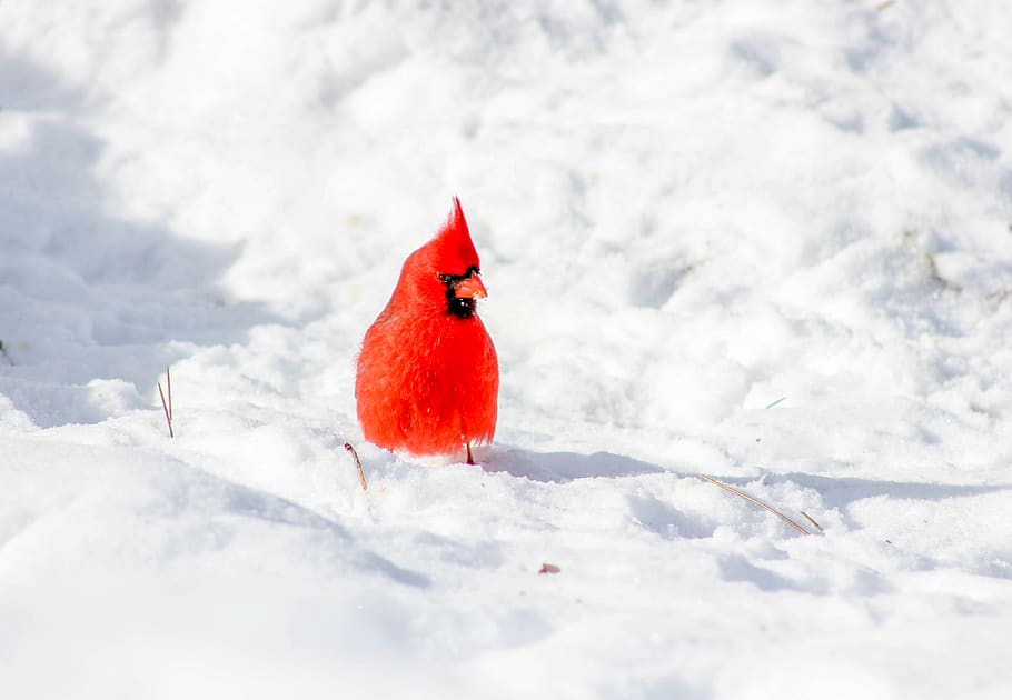 cardinal, bird, snow, winter, cold, frost, frozen, cold temperature, red, day