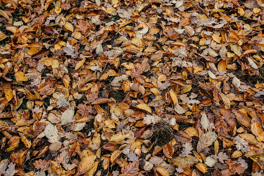 otoño, caminar, bosque, niebla, clima, noviembre, bosques, parte de la planta, hoja, cambio