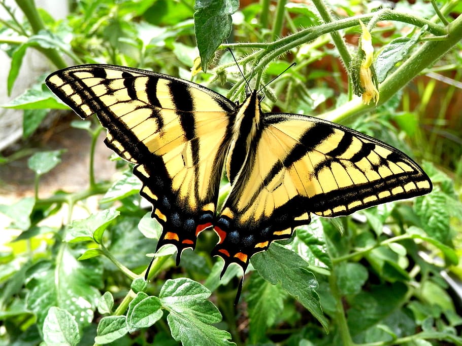 borboleta de rabo de andorinha, peça, asa, falta, pensamento, afetar, voar, habilidades, vibrou, distância
