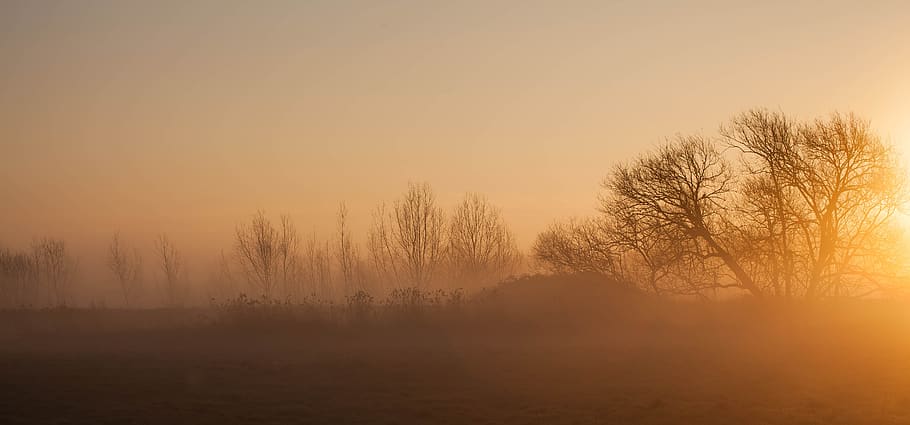 misty morning, sunrise, sun through trees, fog, landscape, nature, dawn, light, outdoor, foggy