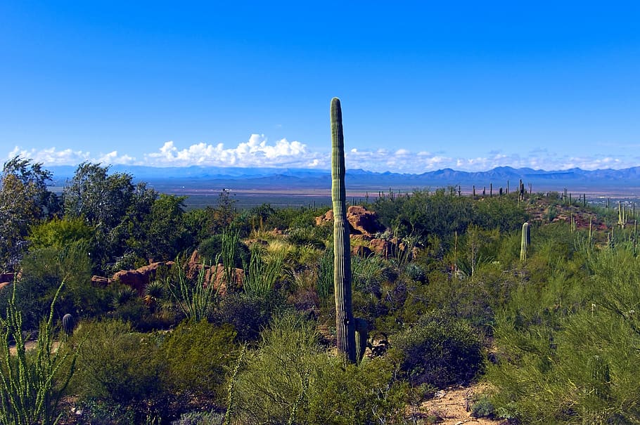 desert view, arizona-sonora desert museum, arizona, saguaro, cactus, desert, landscape, southwest, tucson, usa