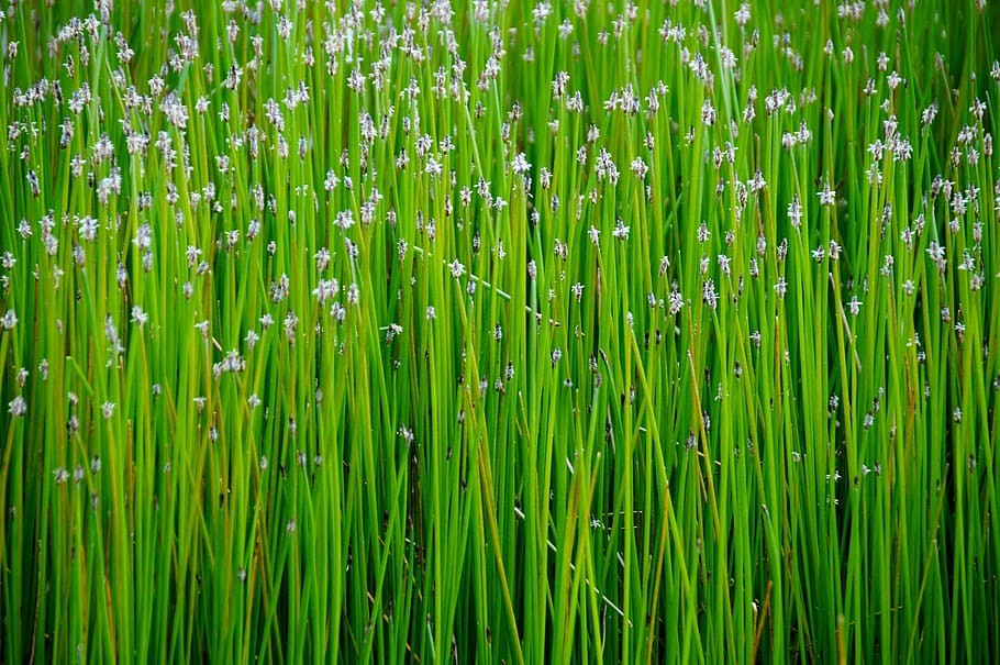 reed, water, plant, swamp, green, soothing, flowering, relaxing, green color, growth