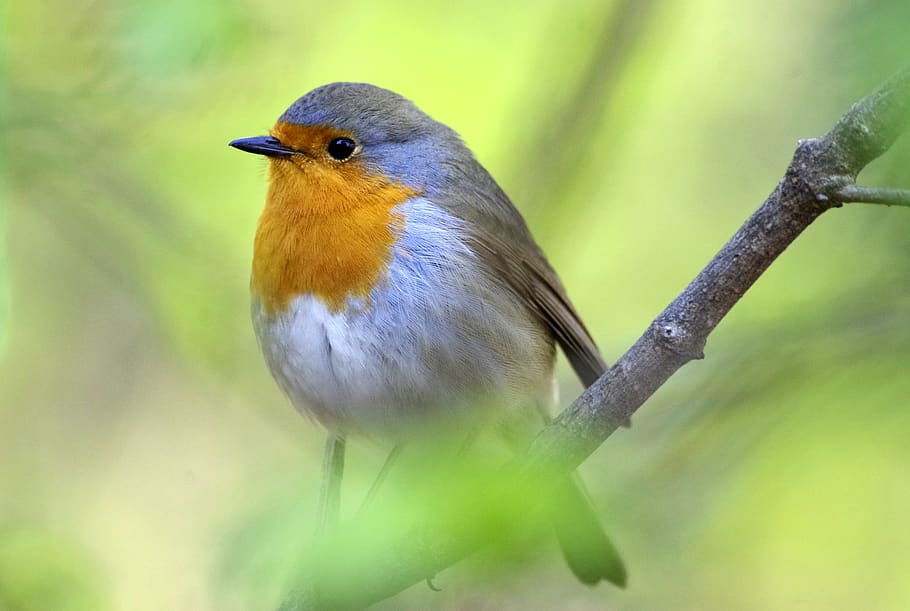 bird, robin, garden, songbird, small bird, branch, forest, one animal, animal themes, animal wildlife
