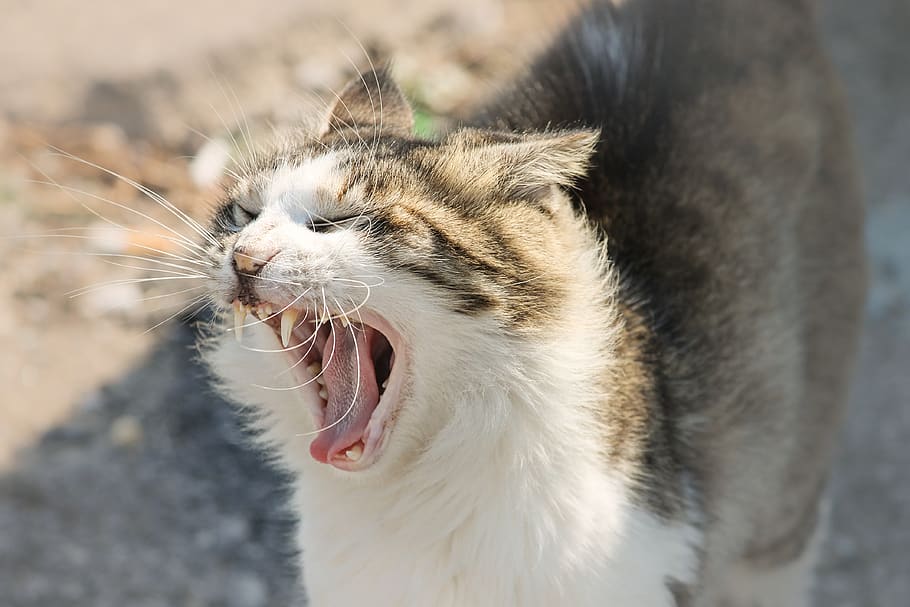 domestic cat, cat, foot, tooth, yawn, hiss, tongue, cat tongue, pet, animal
