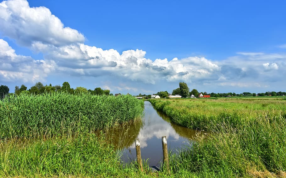 dutch landscape, landscape, scenic, holland, polder, waterway, field, rushes, vegetation, skyline