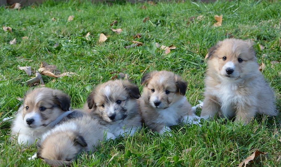 cachorros, perros, la familia de un perro joven, compañero, canino, lindo, perro, grupo de animales, hierba, temas de animales