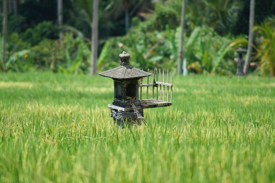 arroz, verde, agricultura, campos de arroz, terraço, ásia, indonésia, planta, grama, cor verde