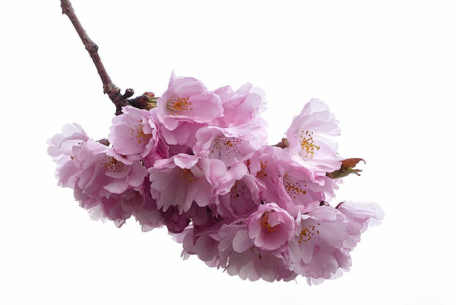 plant, blossom, bloom, japanese cherry blossom, prunus serrulata, ornamental cherry, white soft pink, flowering stems, pretty, spring