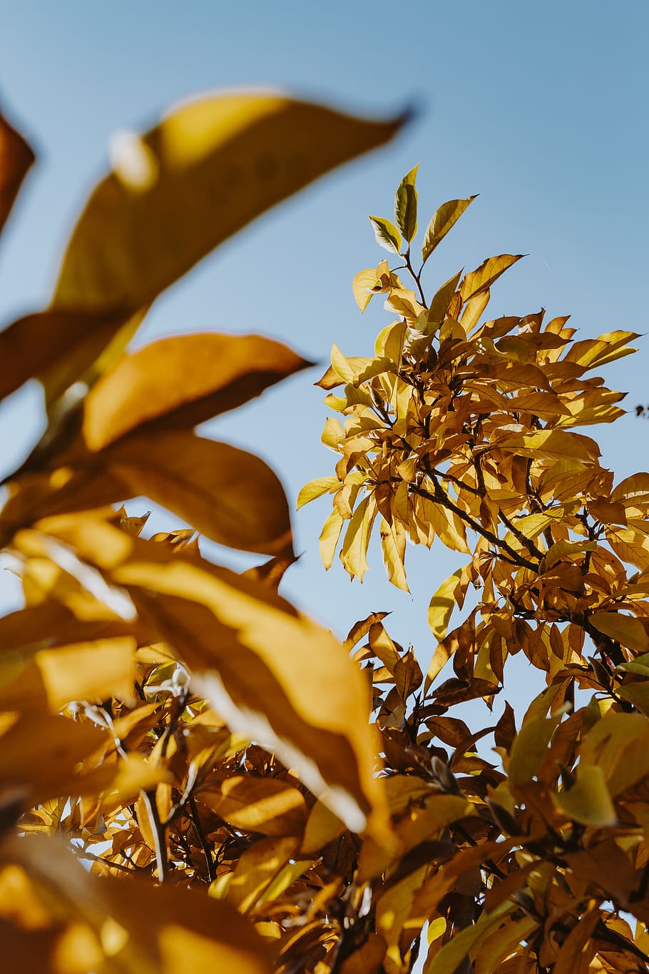 amarillo, hojas, magnolia, otoño, naranja, naturaleza, hoja, planta, crecimiento, parte de la planta