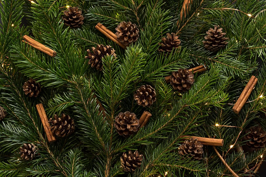 Navidad, árbol, pino, cono, vacaciones, temporada, decoración, adorno, color verde, planta