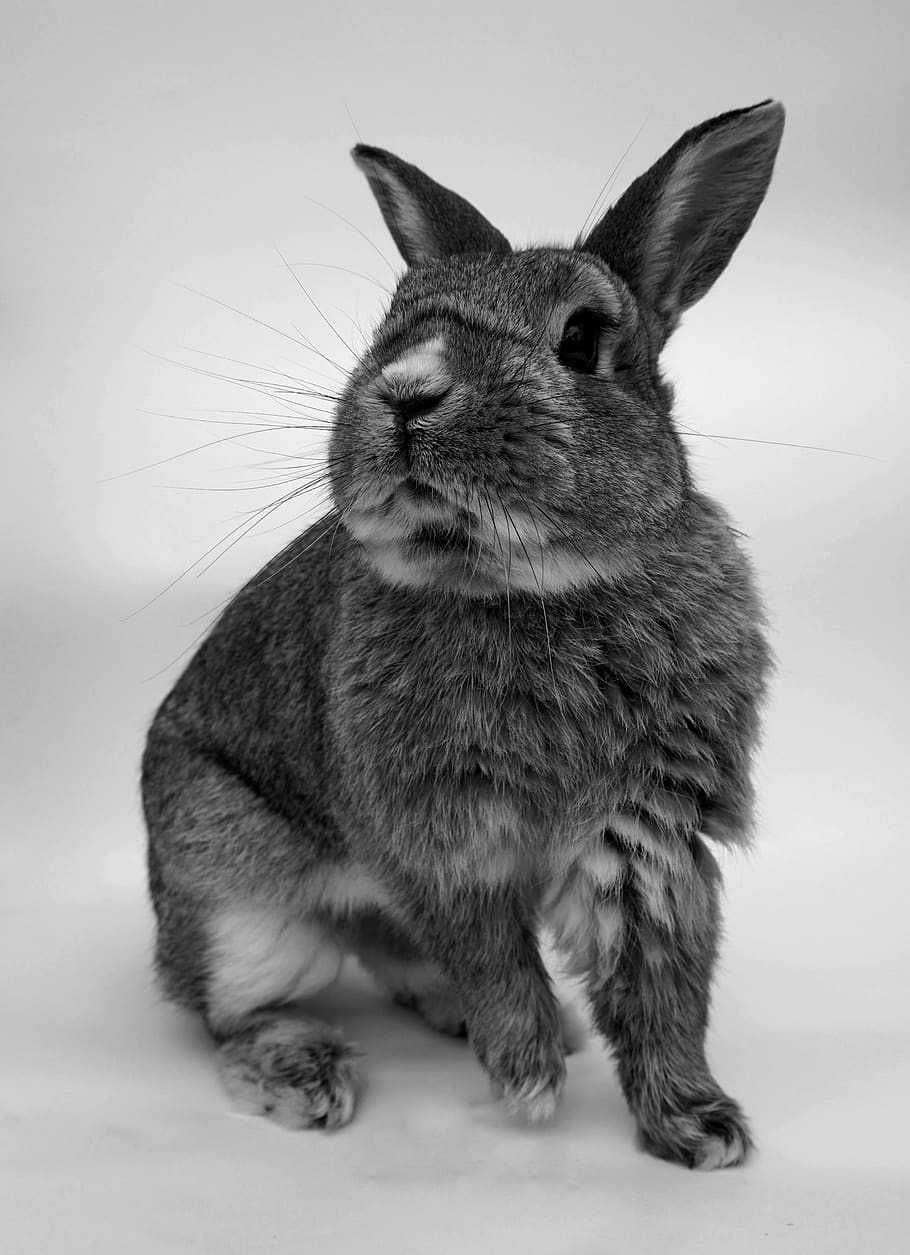 conejo, lindo, retrato, roedor, pequeño, mundo animal, mascota, blanco y negro, animal, temas de animales