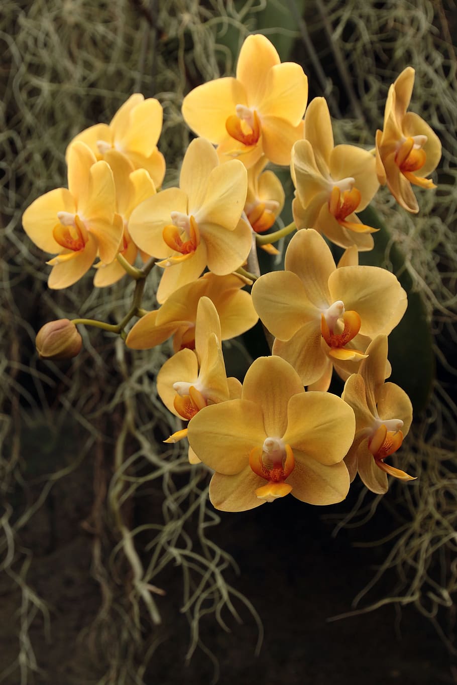 amarillo, flores de orquídeas Phalaenopsis, orquídeas de polillas, floración, invernadero, invierno, rodeado, musgos españoles, musgos, orquídeas Phalaenopsis amarillas