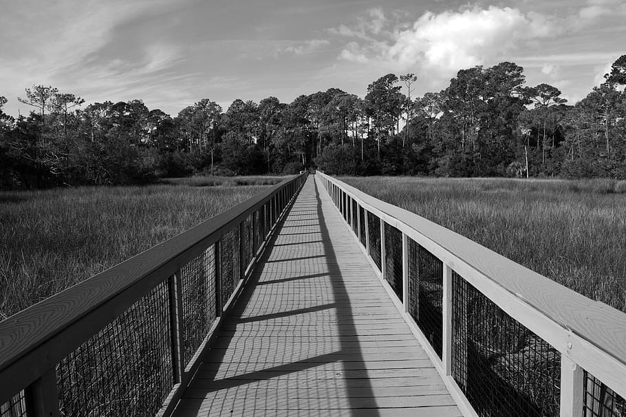 boardwalk, marshland, wooden, walkway, florida wetland, sky, landscape, nature, outdoor, natural