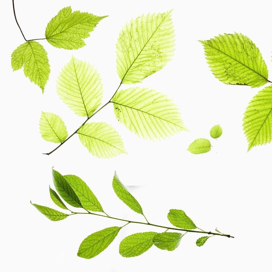 fresco, frescura, verde, folha, vida, natureza, folhas, parte da planta, fundo branco, tiro do estúdio