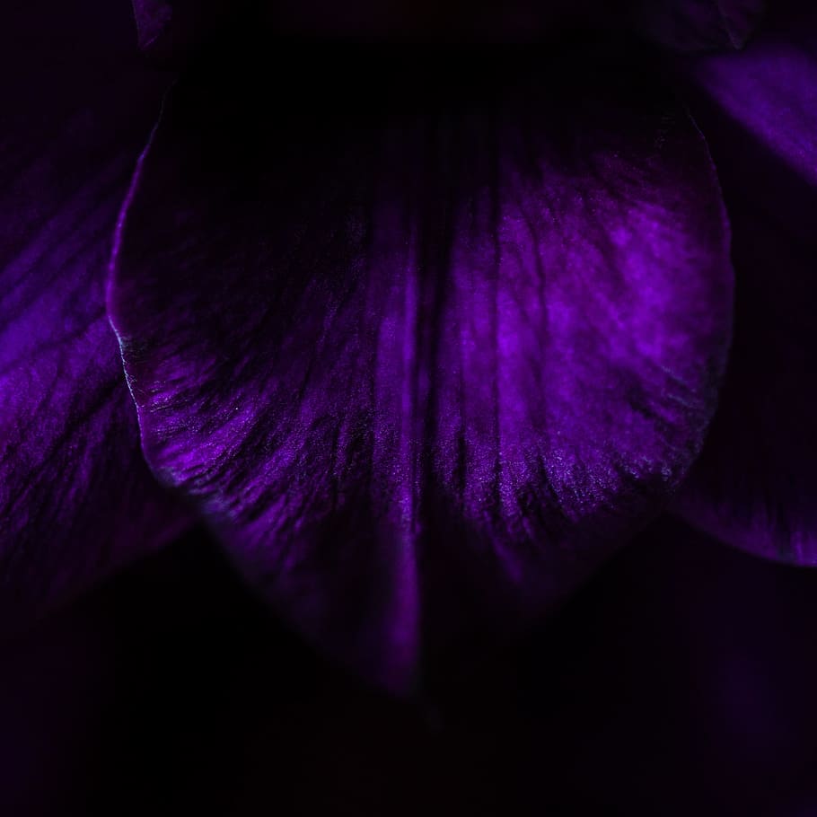 dark, night, violet, tree, woods, forest, scary, purple, close-up, freshness