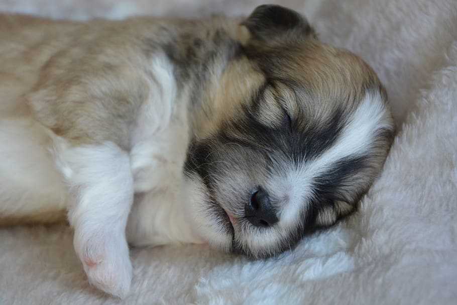 dog, puppy, puppy sleeping, adorable, puppy ouba, cute dog, one animal, mammal, animal themes, pets