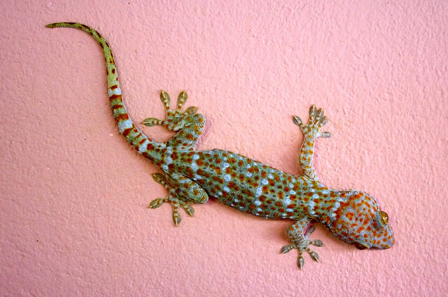 gecko, giant gecko, lizard, thailand, reptile, animal world, asia, exotic, creature, animal themes