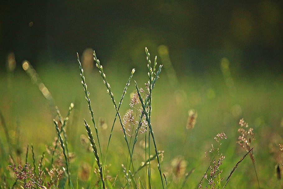 grass, morgenstimmung, plant, ryegrass, green, nature, grasses, meadow, morning, grass meadow