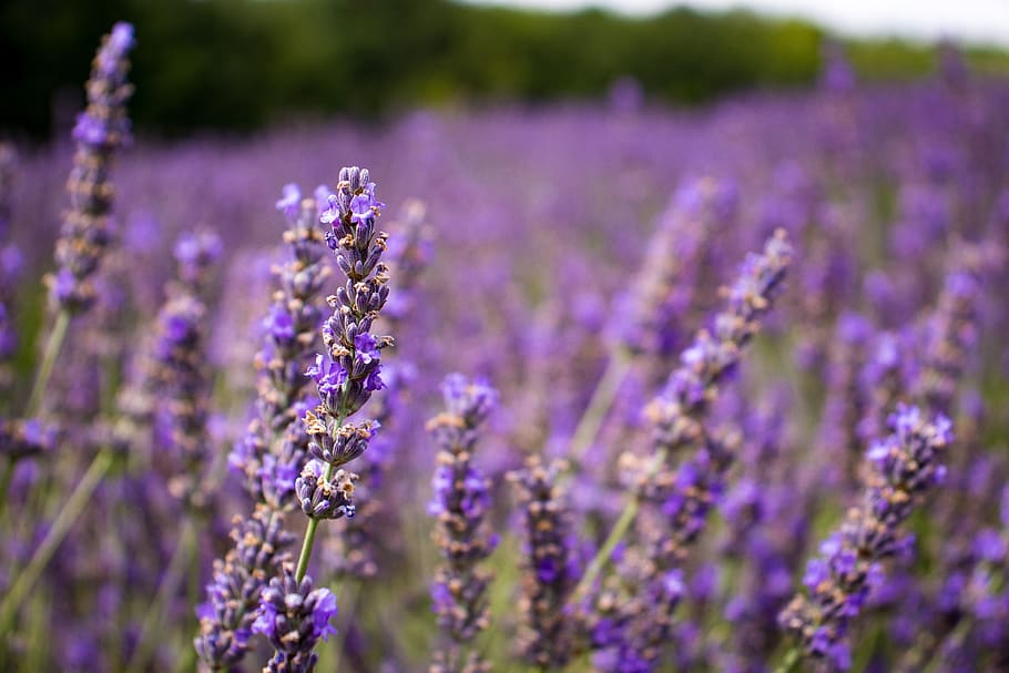 lavender, provence, purple, flowers, nature, garden, violet, french, fragrance, flora