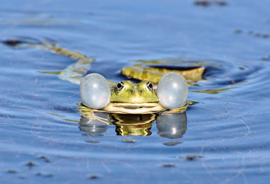 frog, toad, amphibians, animal, creature, water creature, pond, water, animal wildlife, animals in the wild