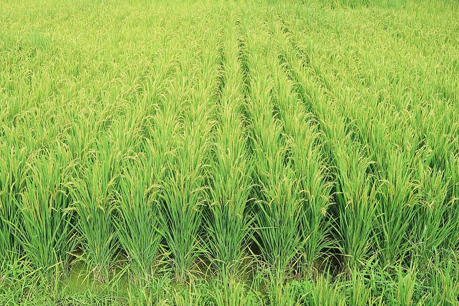 beras, kuping padi, sawah, pertanian, musim panas, hijau, kolom, warna hijau, pertumbuhan, bidang