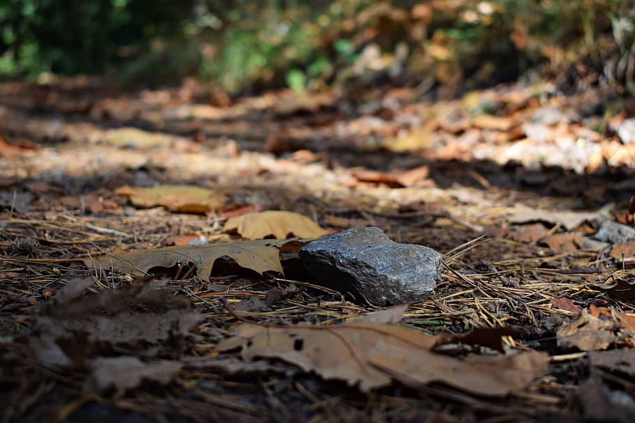 piedra, bosque, naturaleza, otoño, hojas, camino forestal, suelo del bosque, senderismo, tierra, hoja