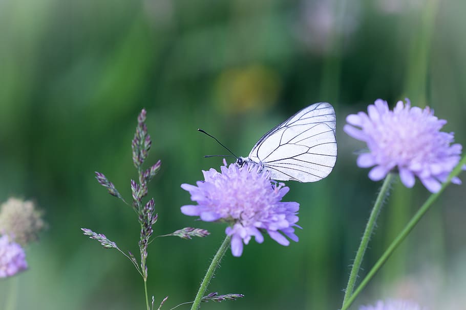 mariposa, blanco, mariposa blanca, flor, prado, primavera, verano,  naturaleza, flora, fauna | Pxfuel