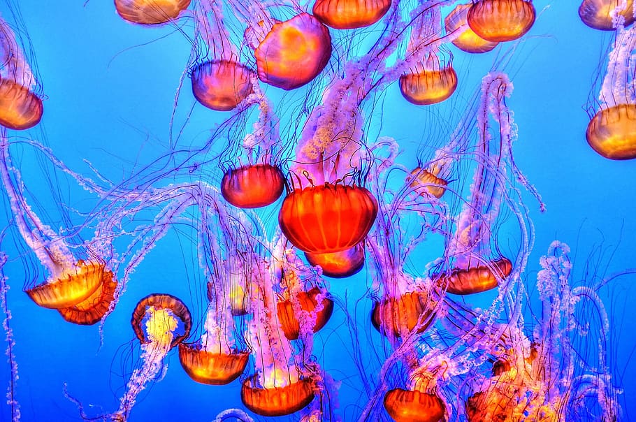 jellyfish, colorful, sea, ocean, water, underwater, aquarium, aquatic, wildlife, marine