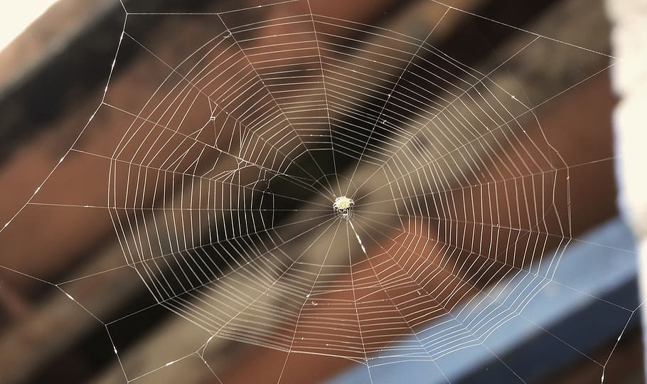 web, spider, insect, colombia, spider web, fragility, vulnerability, close-up, pattern, natural pattern