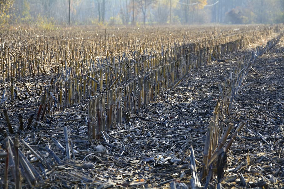 cornfield, autumn, stubble, harvested, agriculture, corn, harvest, field, yellow, nature