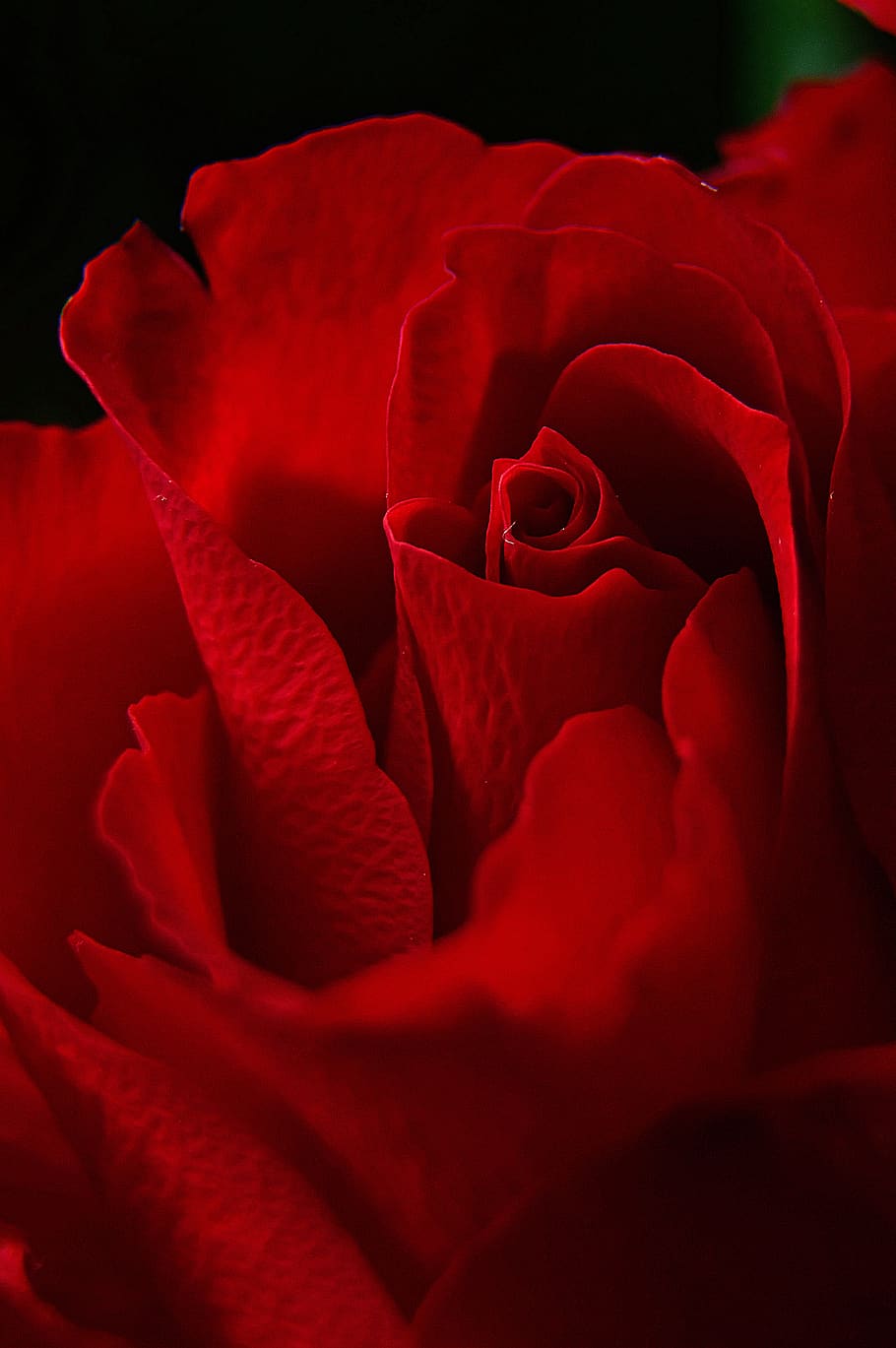 rose, rose petals, red rose, romantic, love, romance, nature, pink, wallpaper, flowers