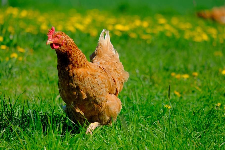 chicken, freiland chicken, animal, poultry, livestock, plumage, range, country life, meadow, hen