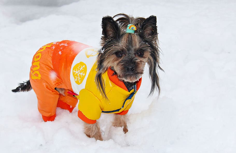 yorkshire terrier, dog, dog clothes, snow, domestic, pets, domestic animals, canine, mammal, one animal