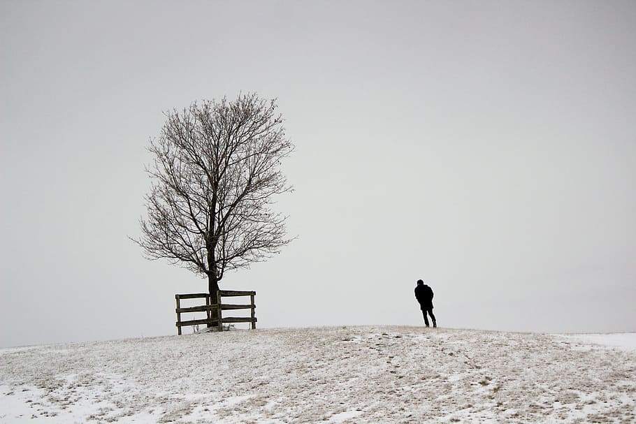 figura, árvore, nevado, colina, nevoeiro, fundo, ramo, frio, coberto, geada