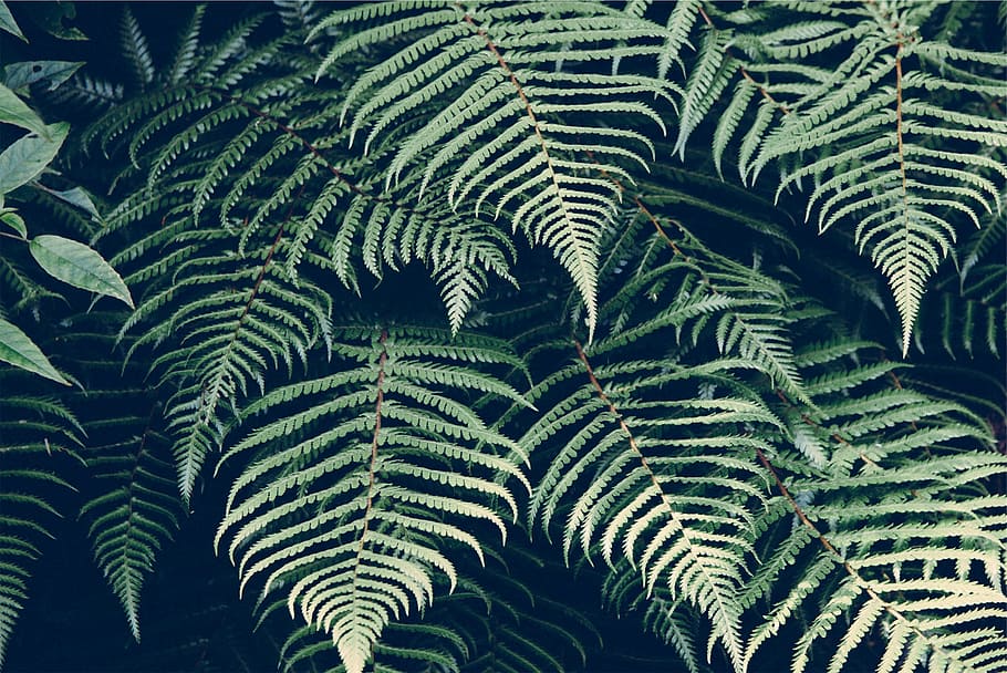 leaves, plants, growth, green color, plant, leaf, nature, plant part, beauty in nature, fern