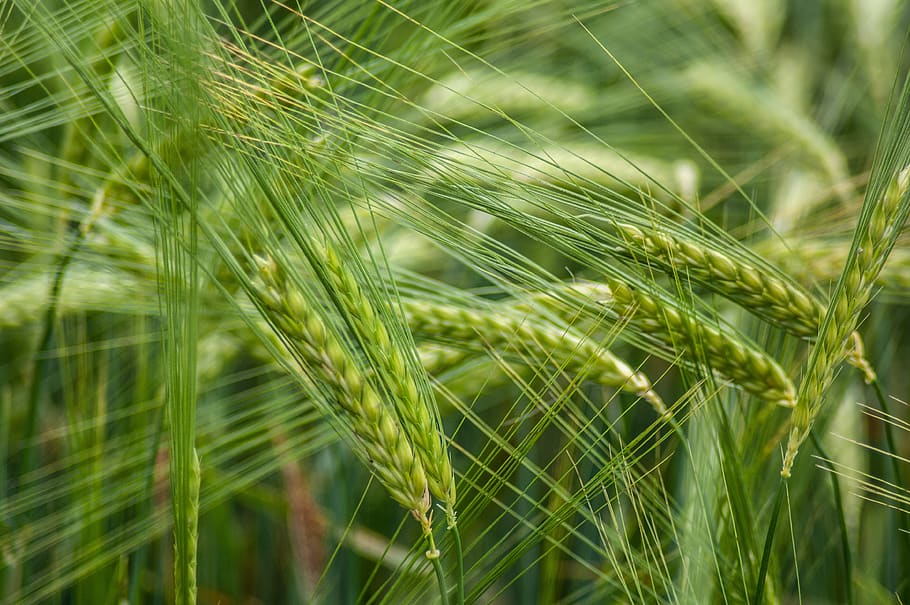 cereals, grain, field, cornfield, nature, green color, plant, growth, cereal plant, agriculture