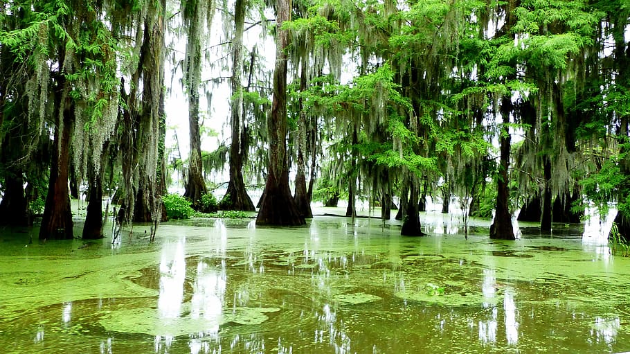 bayou, louisiana, marsh, alligator, water, river, cypress, foam, plants, morning